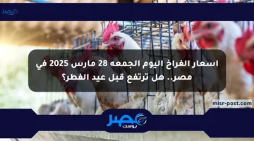 أسعار الفراخ اليوم الجمعة 28 مارس 2025 في مصر.. هل ترتفع قبل عيد الفطر؟
